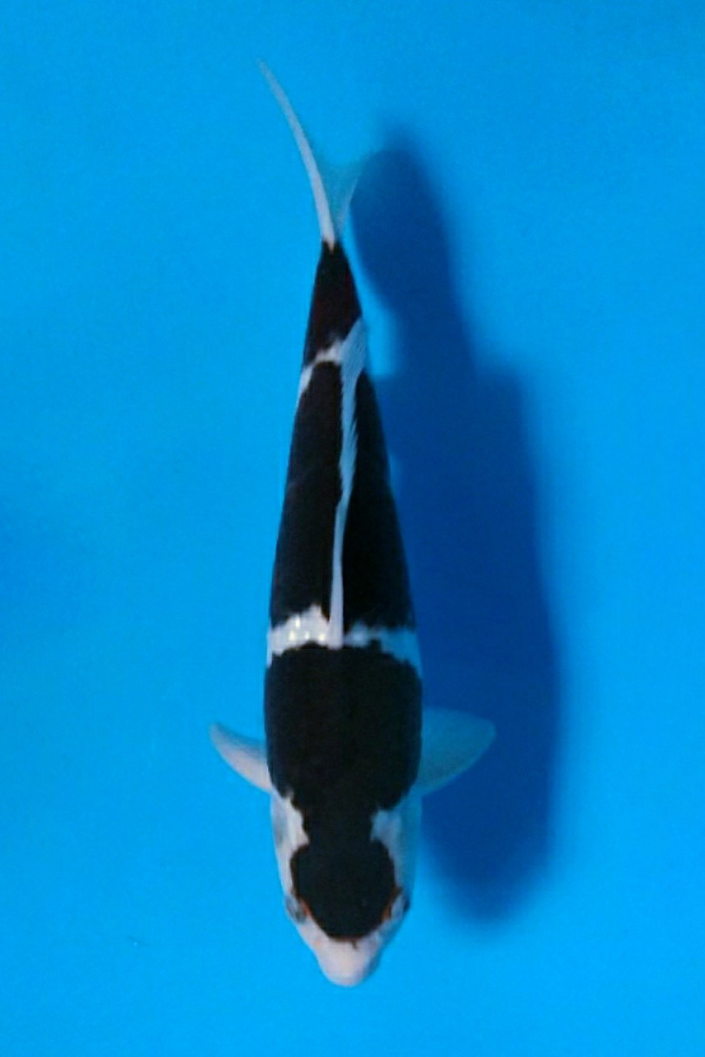 Juara 3