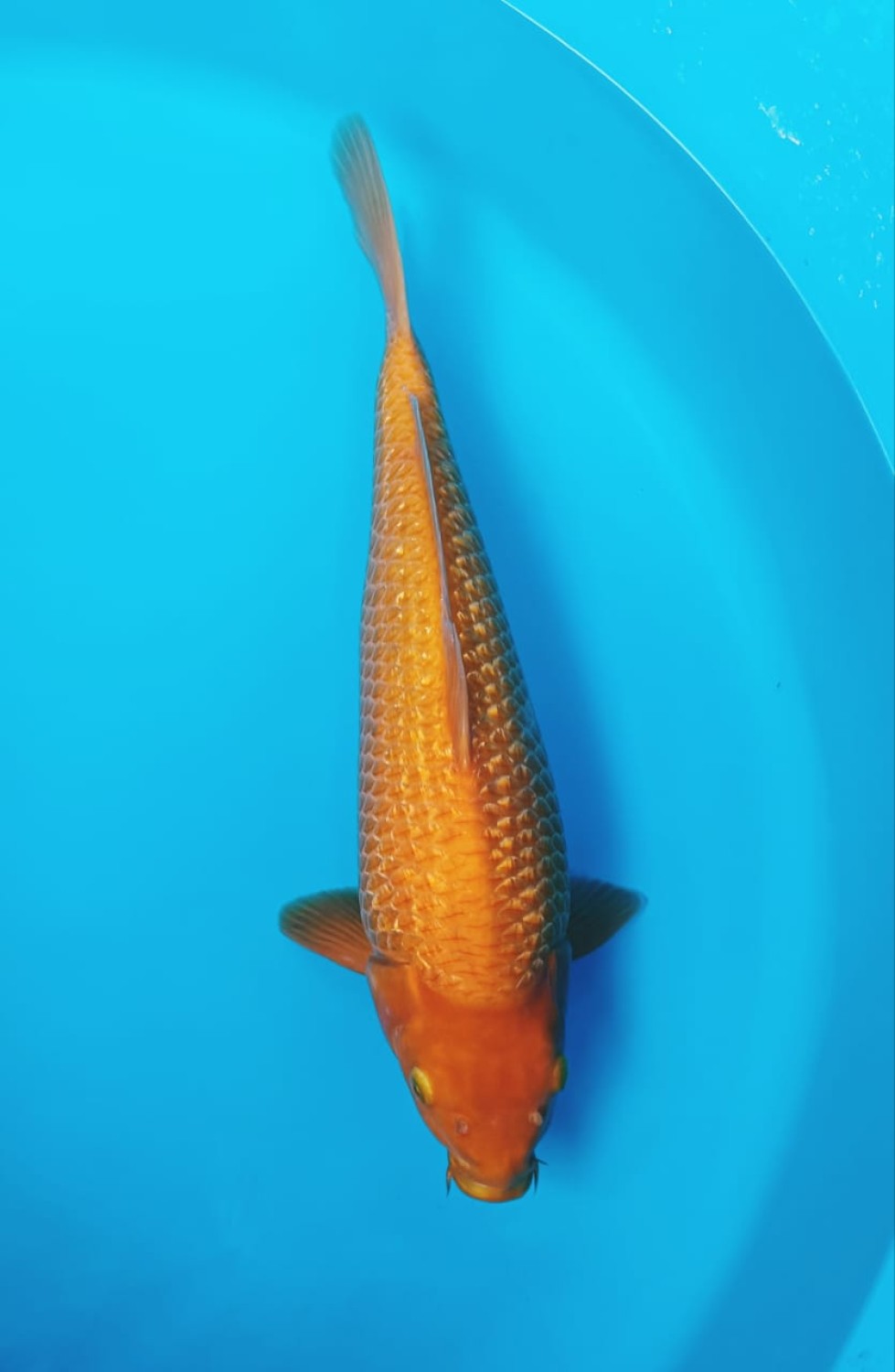 Juara 5
