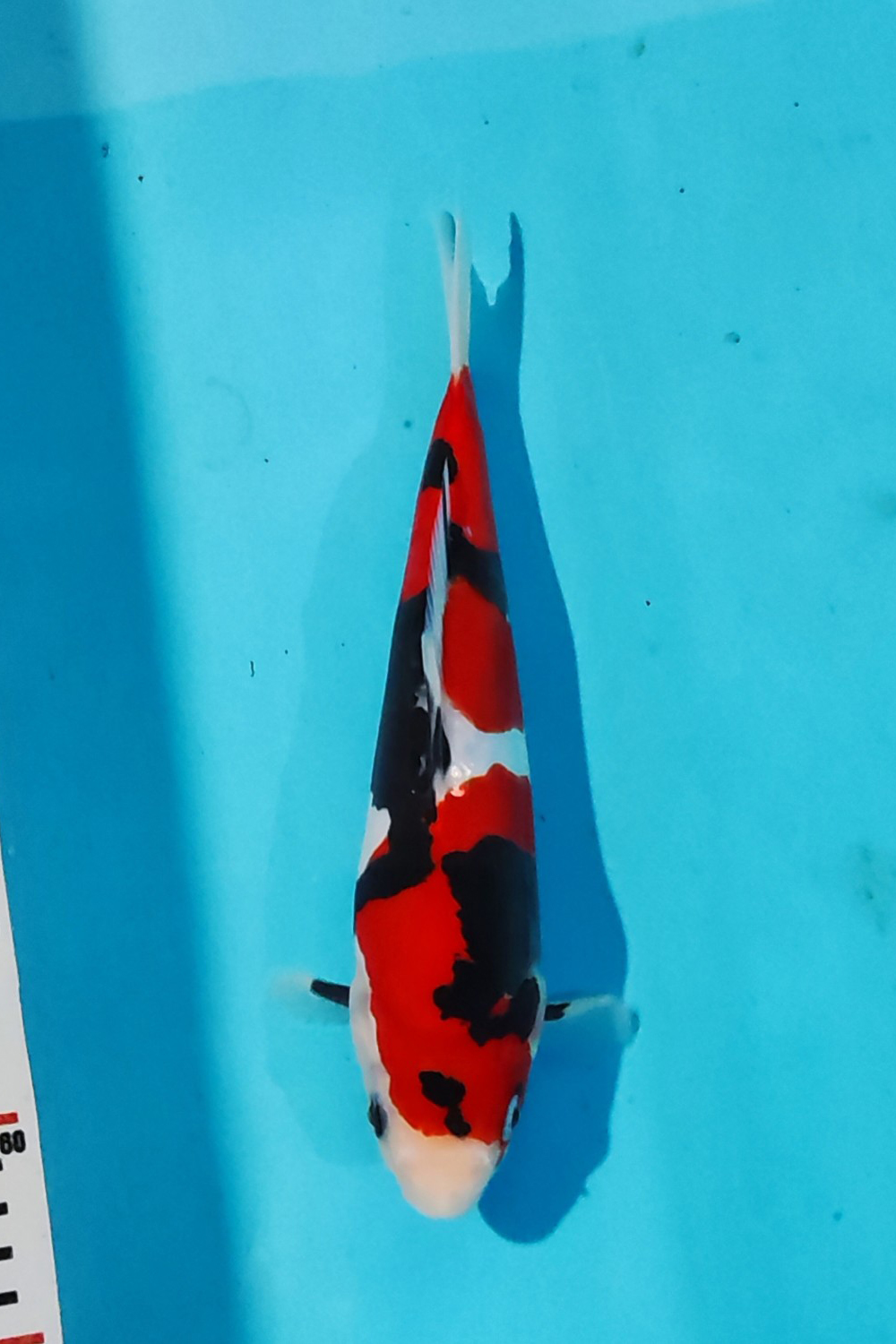 Juara 1