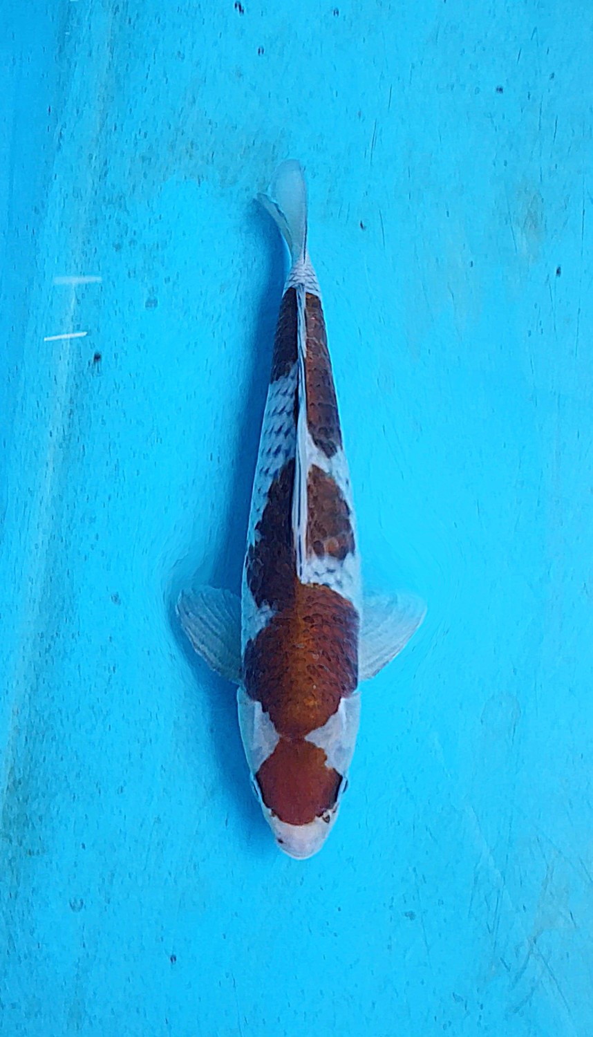 Juara 3