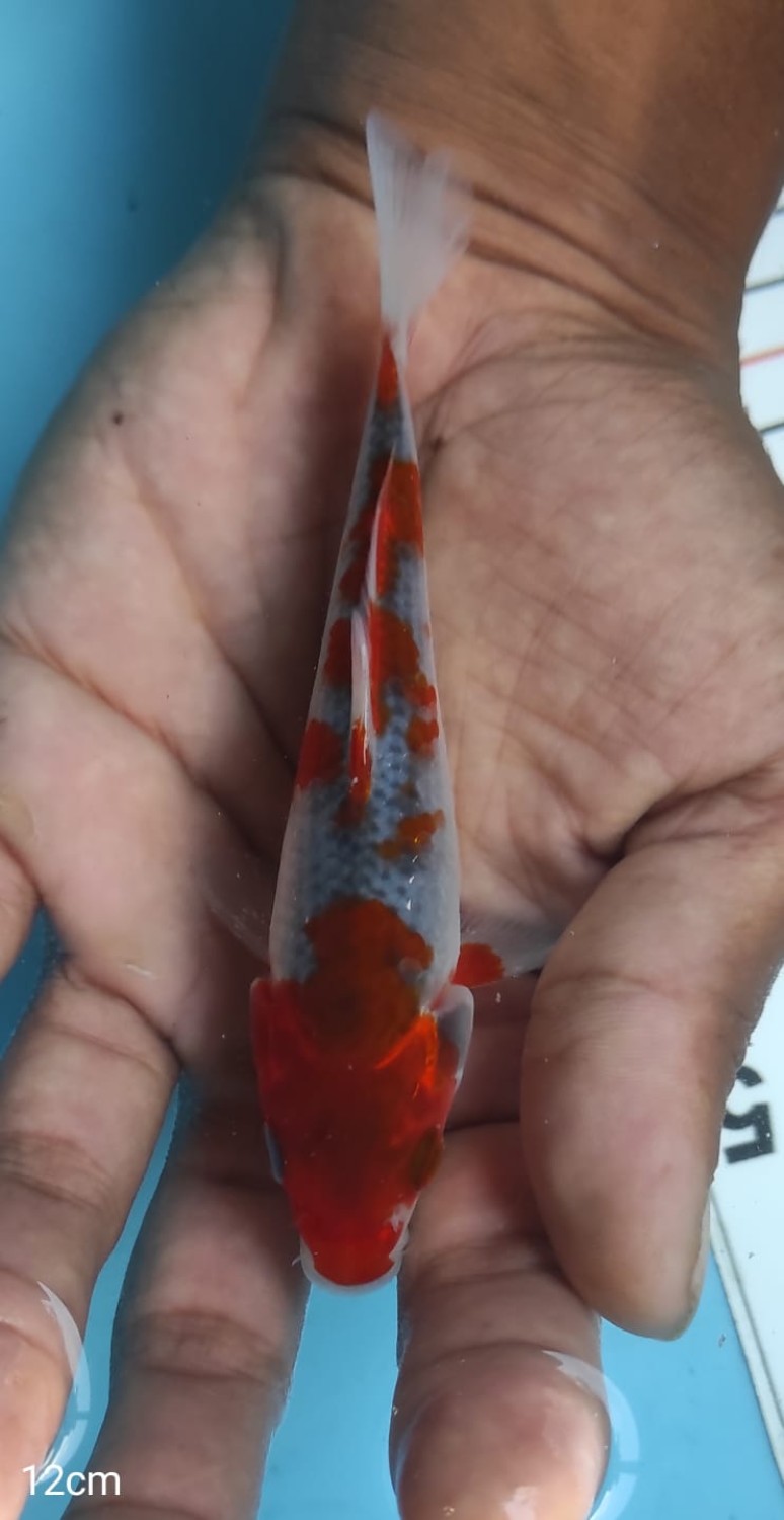 Juara 1