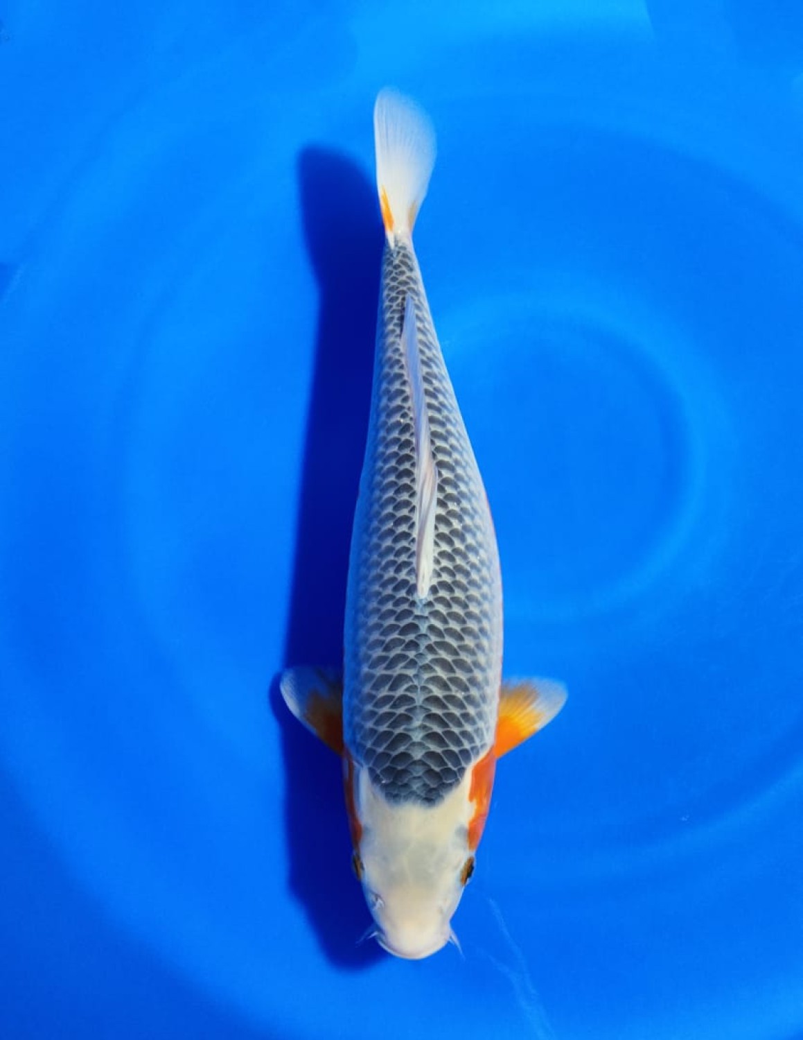 Juara 1