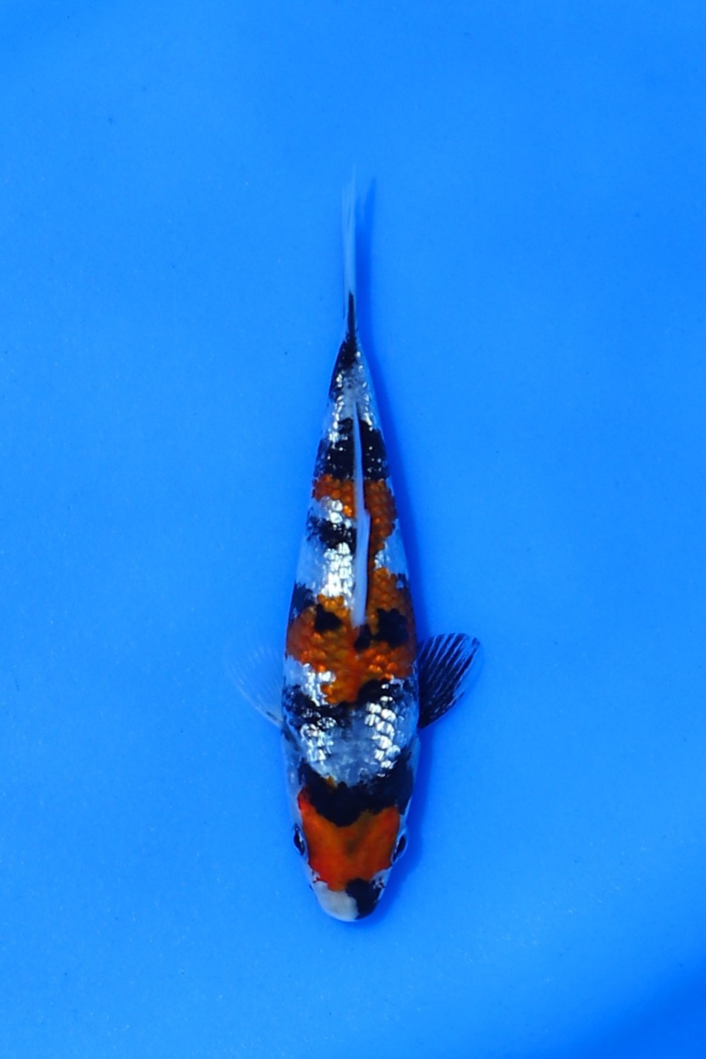 Juara 4