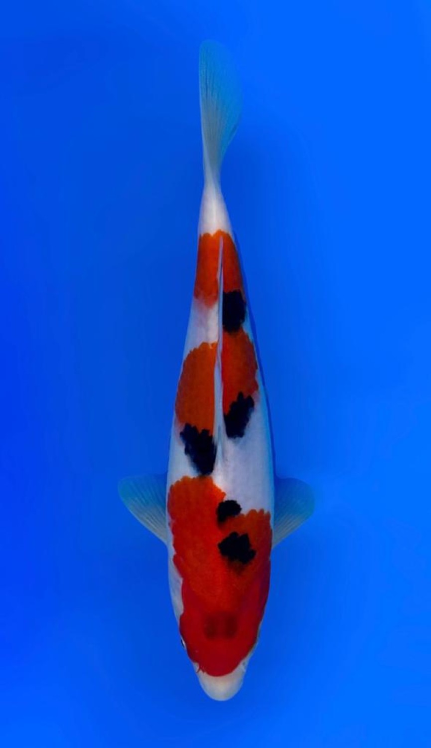 Juara 5