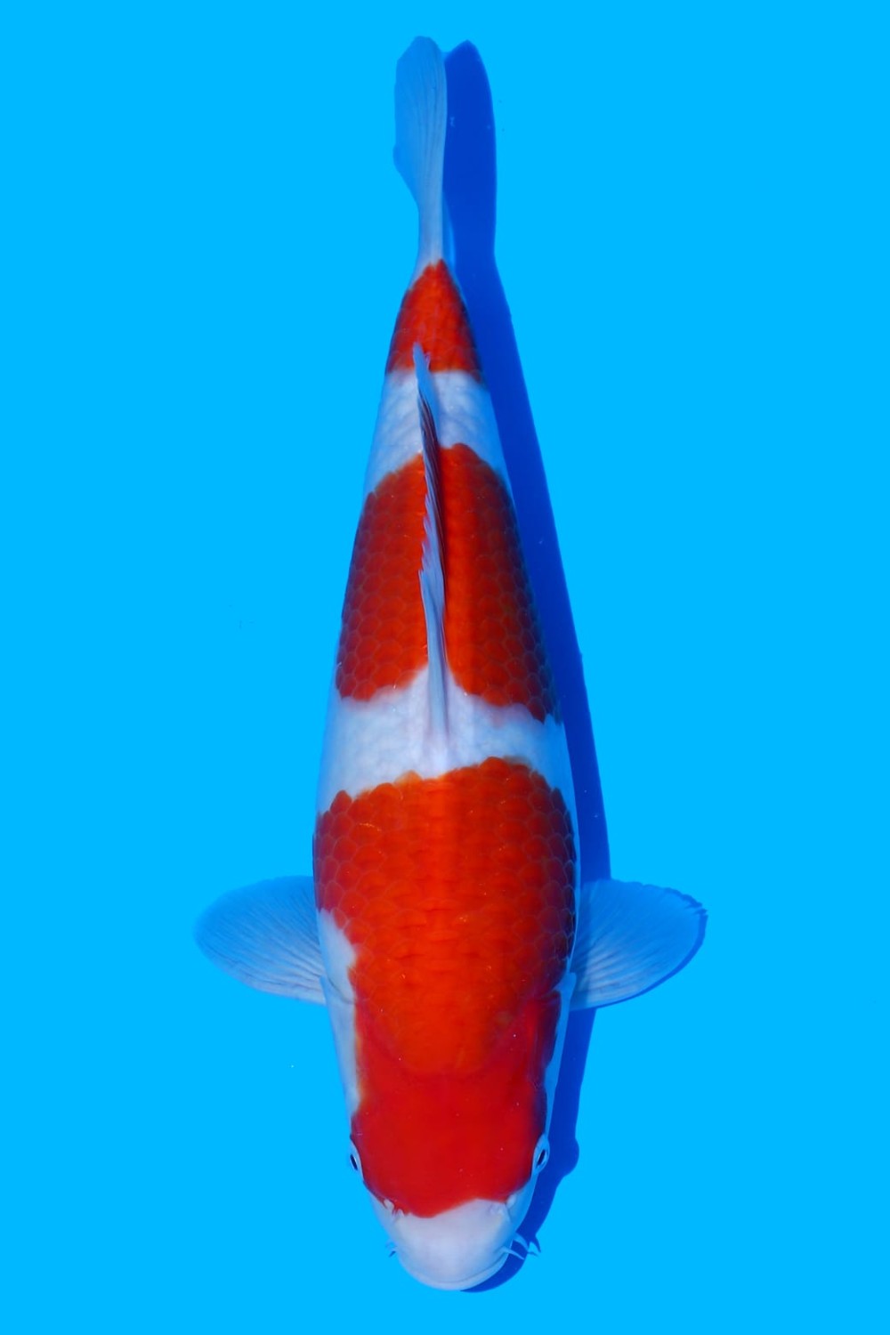 Juara 1