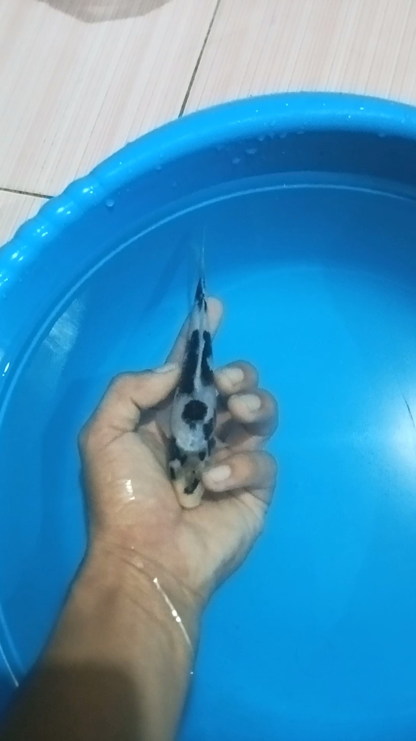Juara 4
