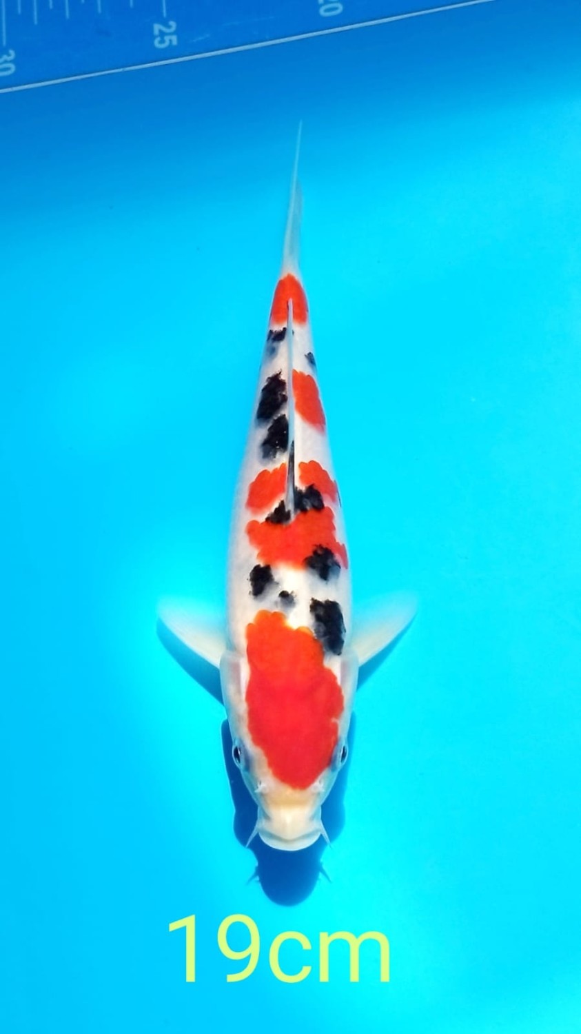 Juara 4