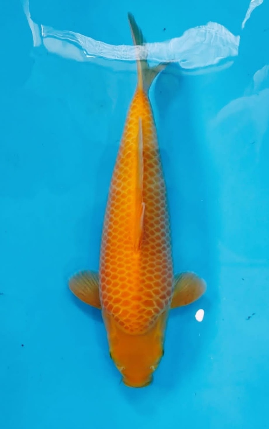 Juara 2