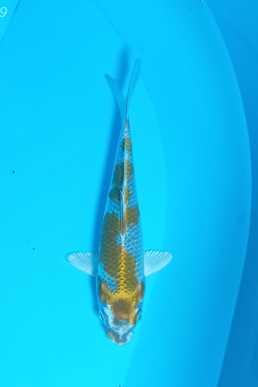 Juara 4