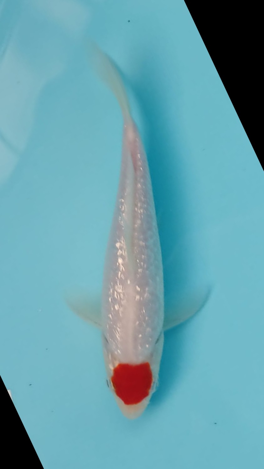 Juara 5