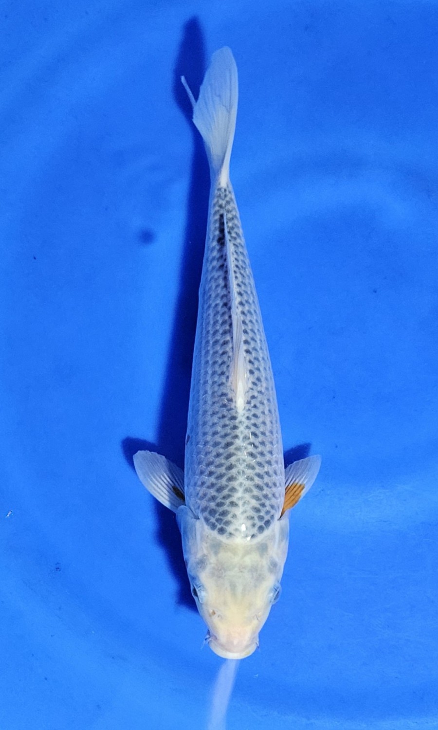 Juara 5