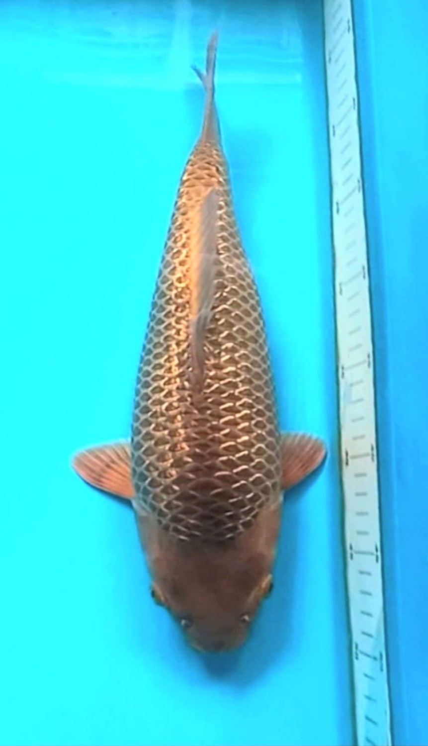 Best In Size E, 31 - 35 cm
