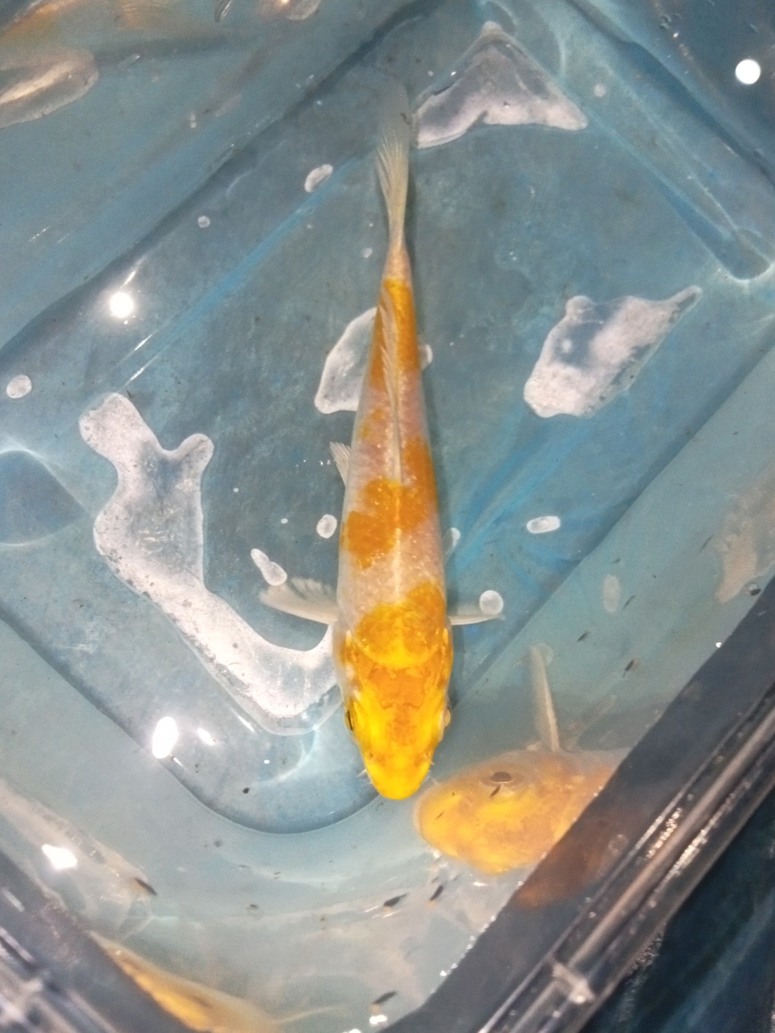 Juara 2