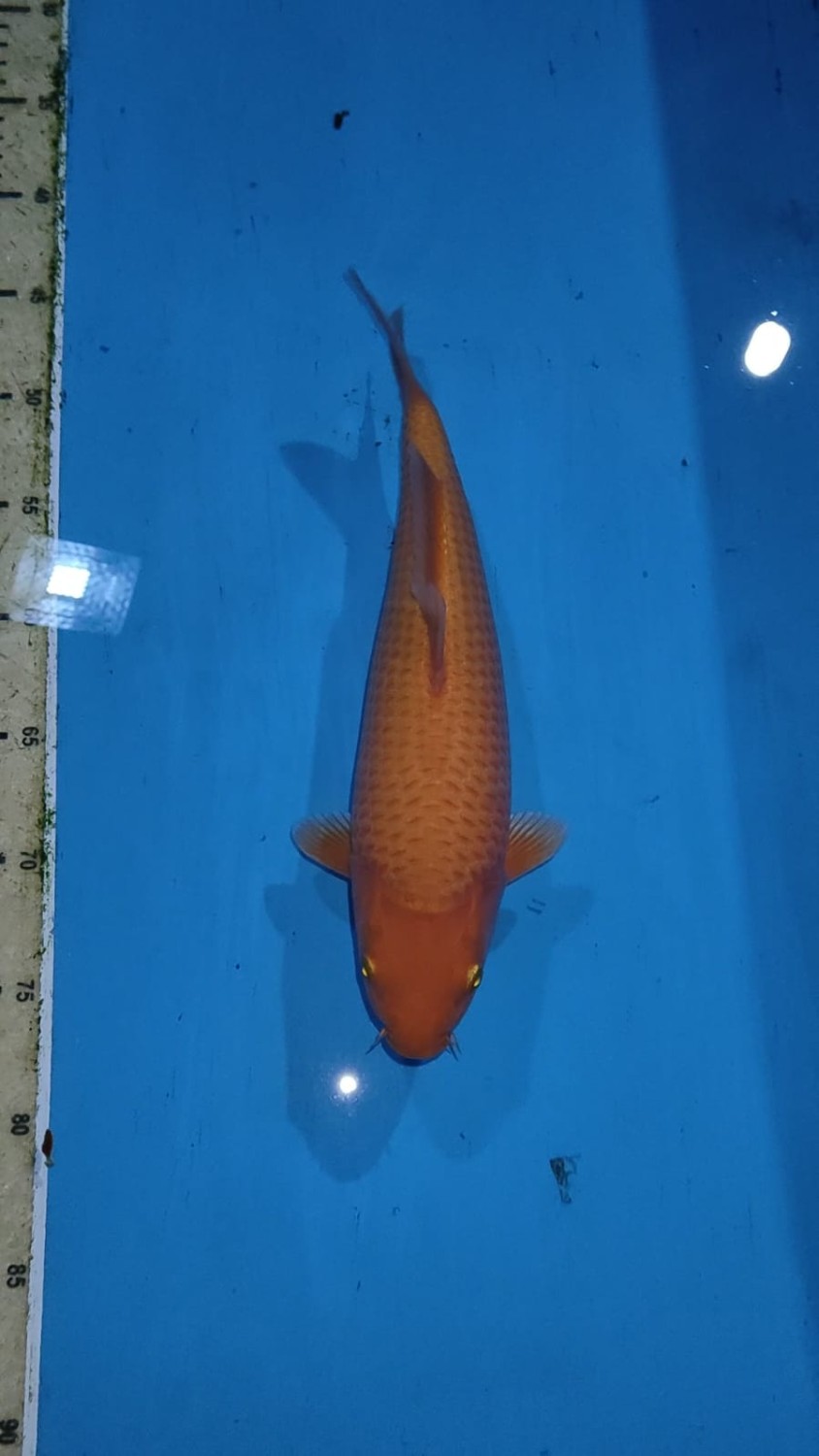 Best In Size E, 26 - 30 cm