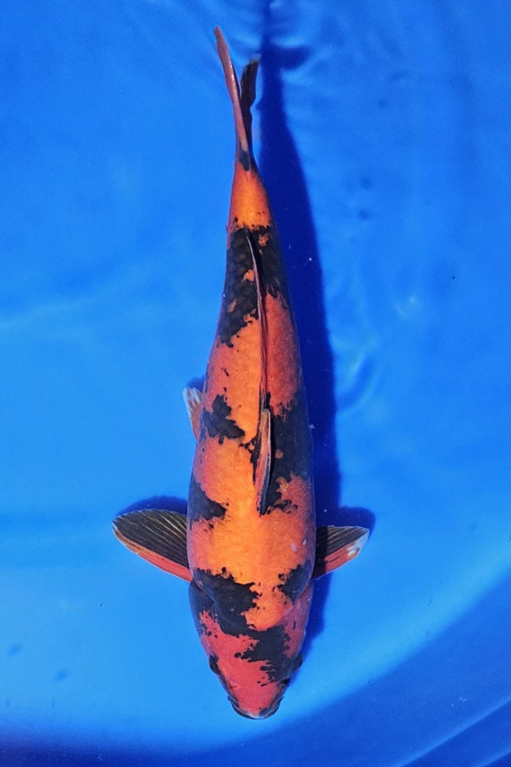 Juara 3