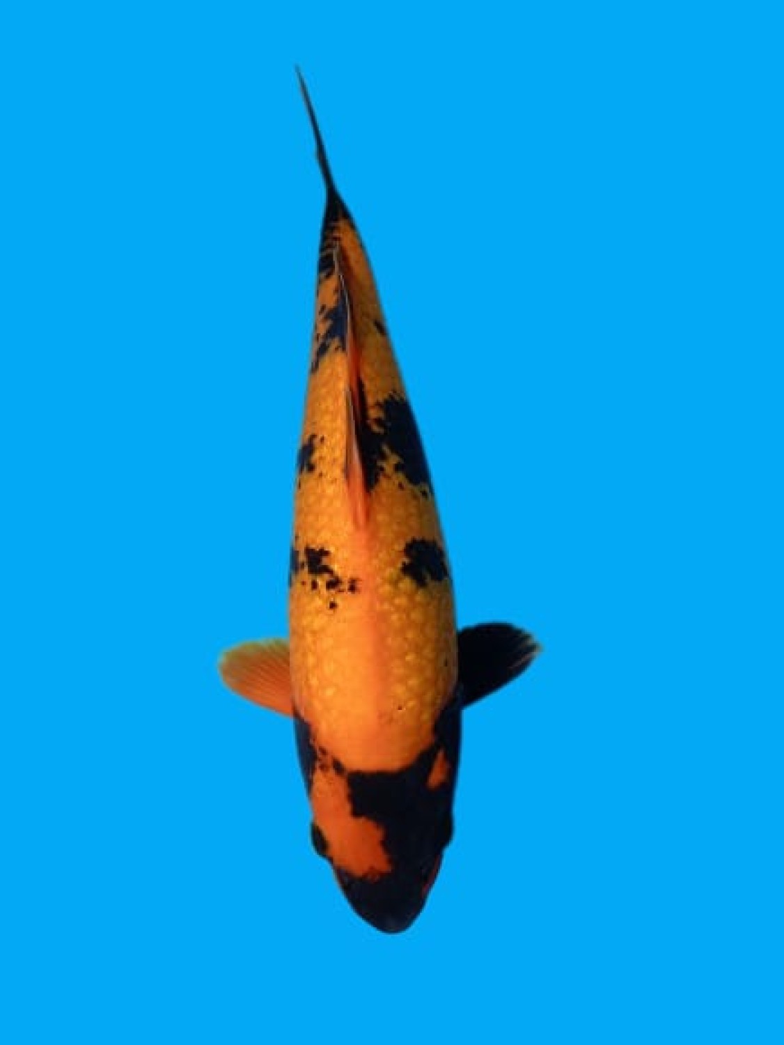 Juara 2