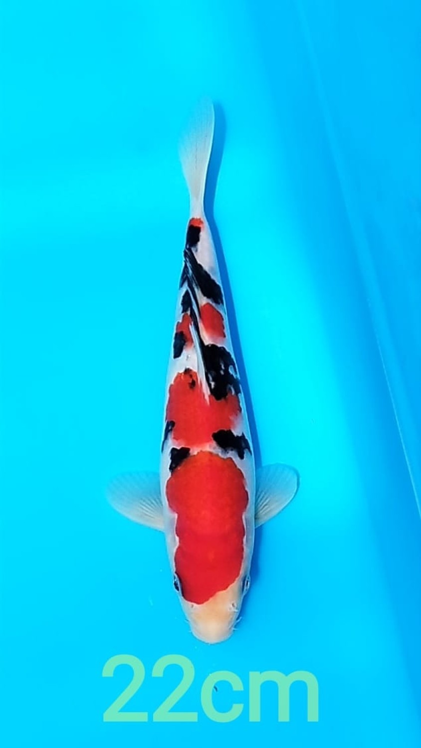 Juara 2