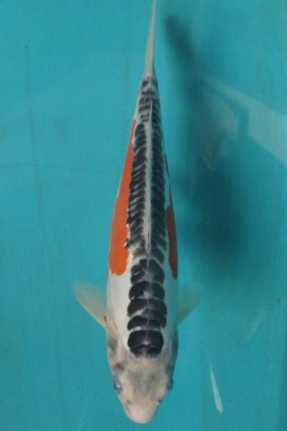Juara 2