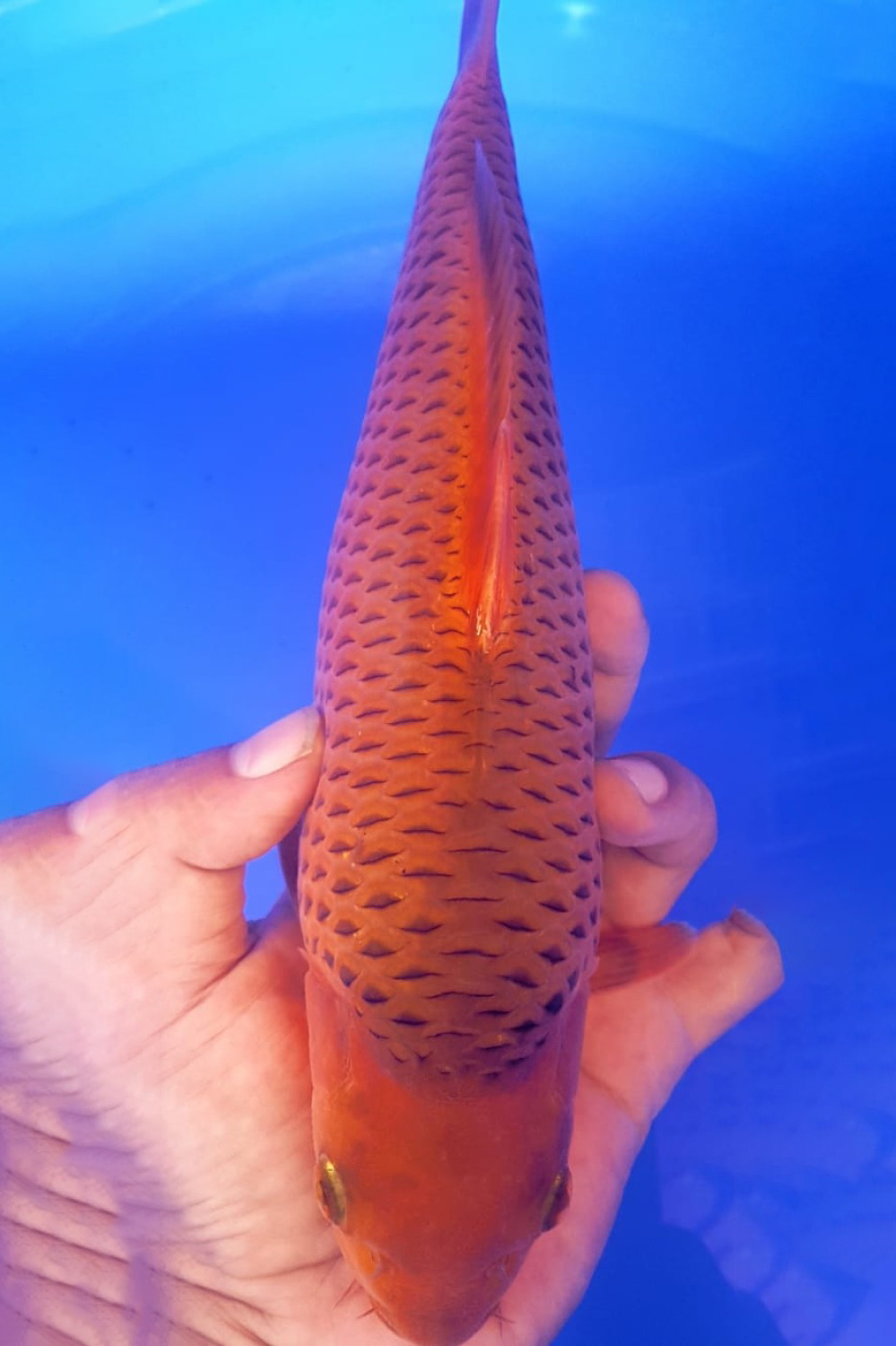 Juara 3