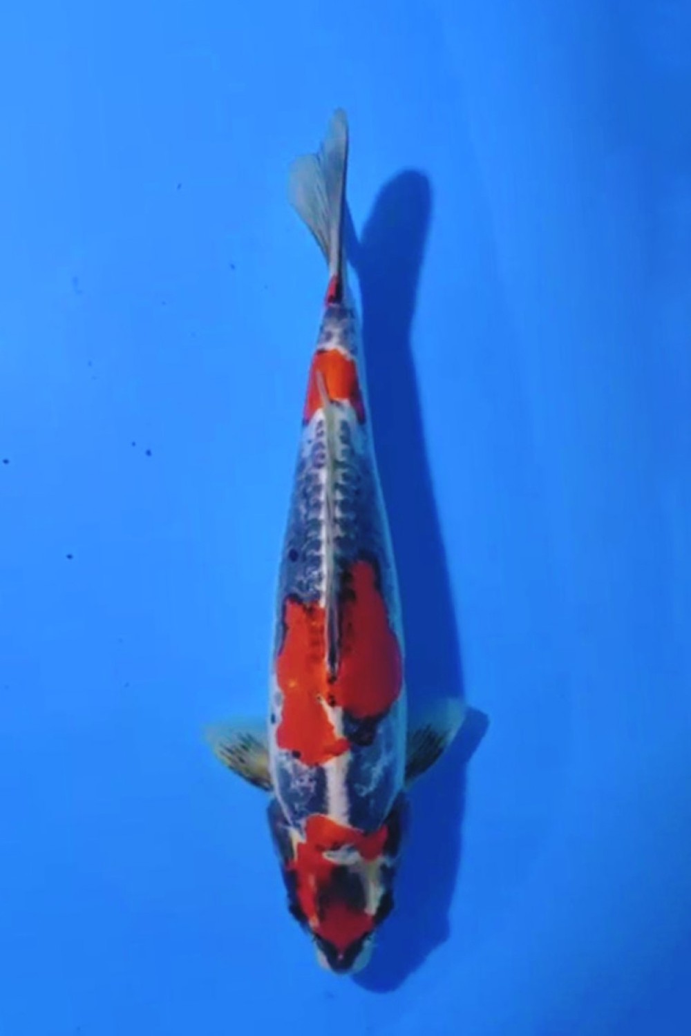 Juara 4