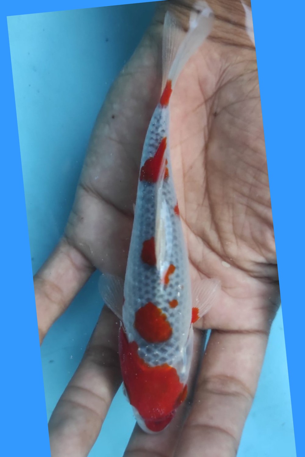 Juara 1