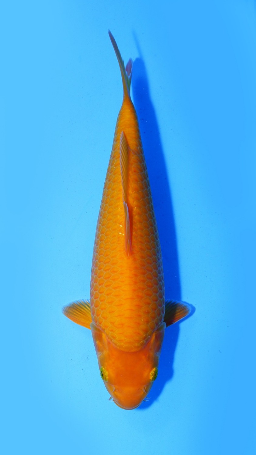 Juara 2
