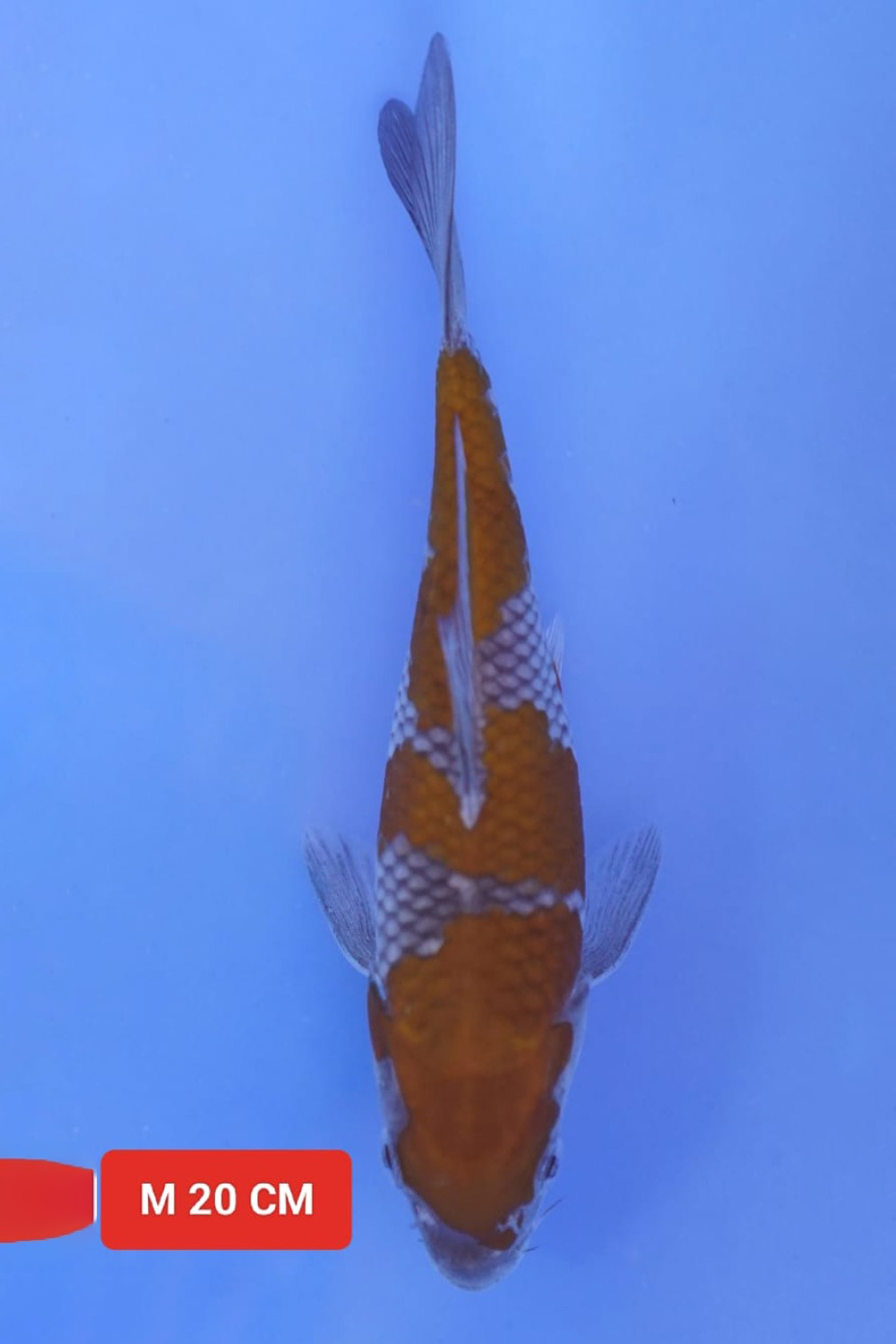 Juara 1