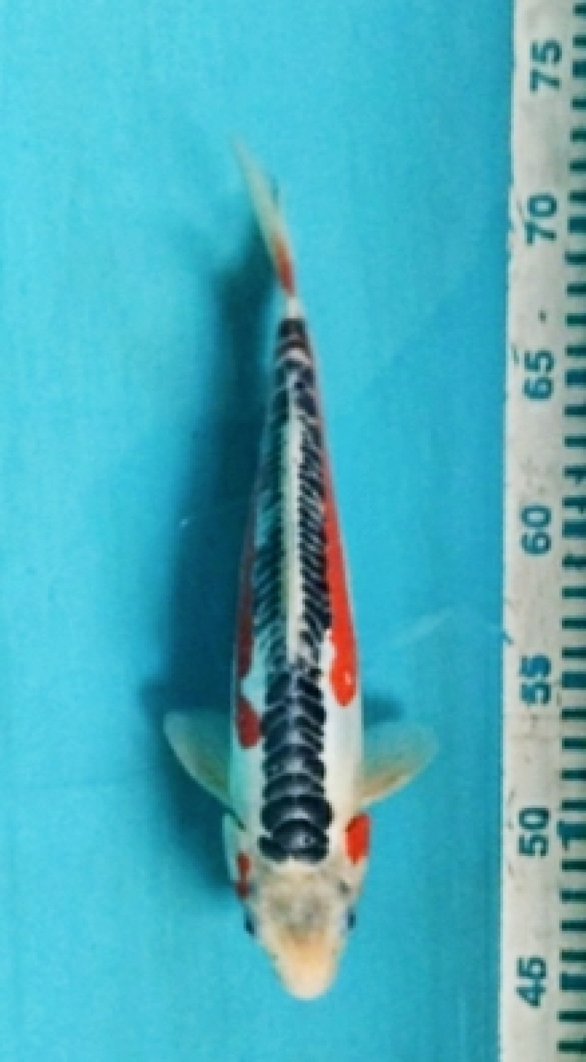 Juara 4