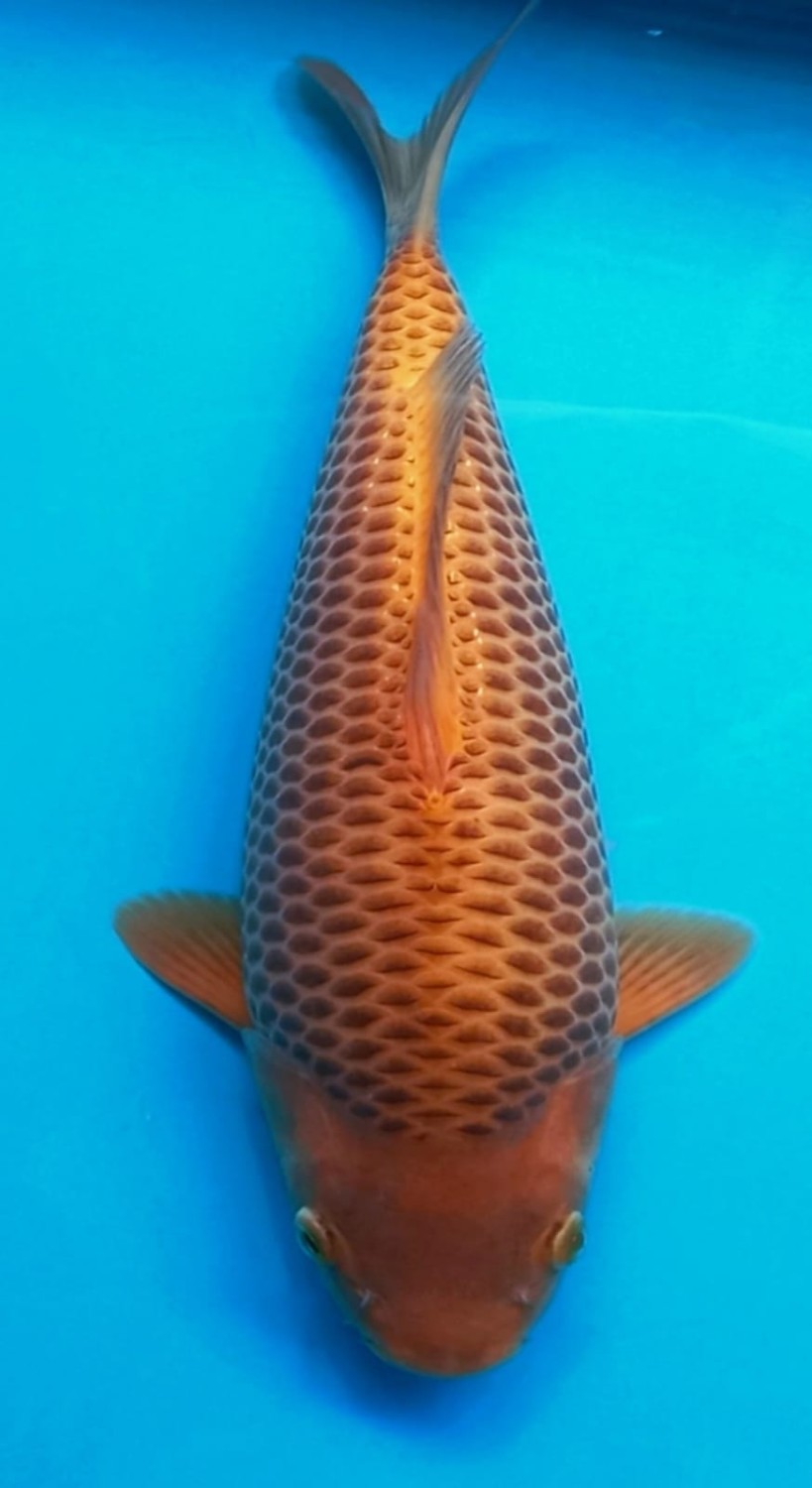 Juara 2