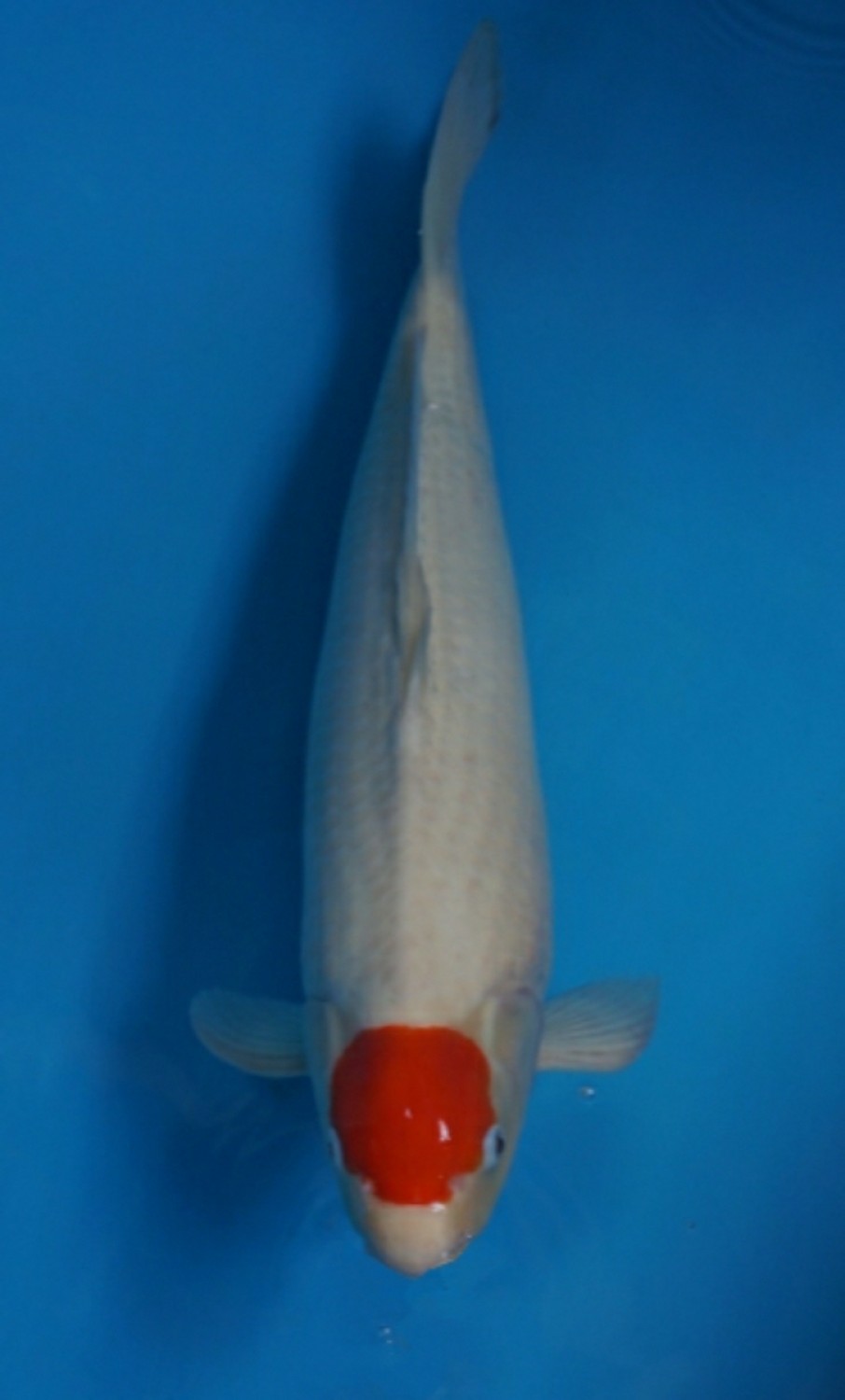 Juara 2