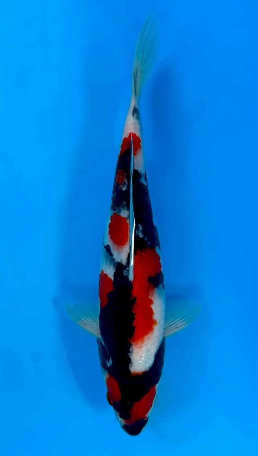 Juara 3