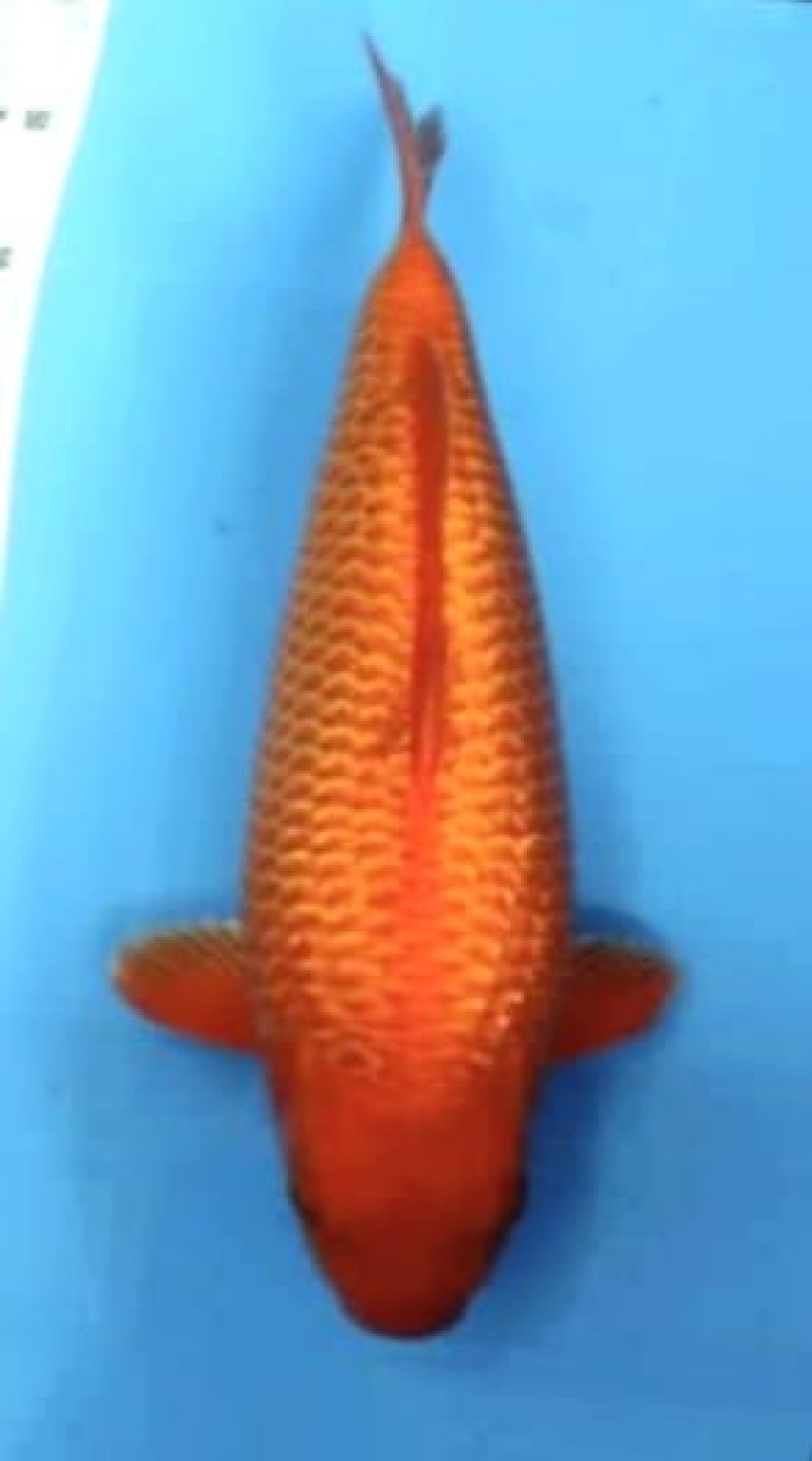 Juara 4