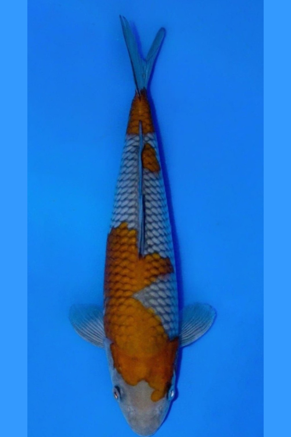 Juara 1