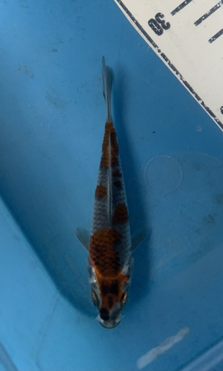 Juara 5