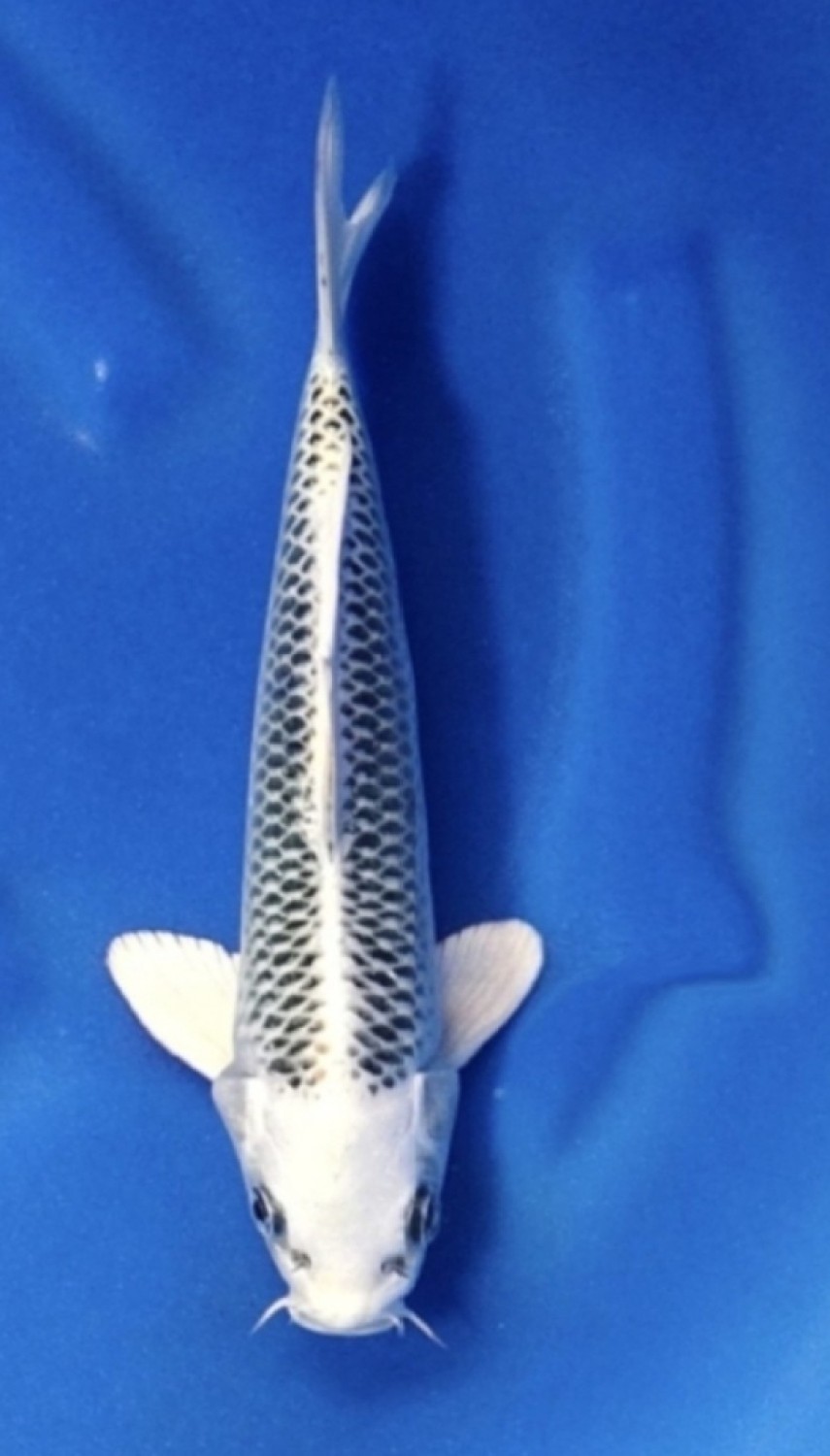Juara 1