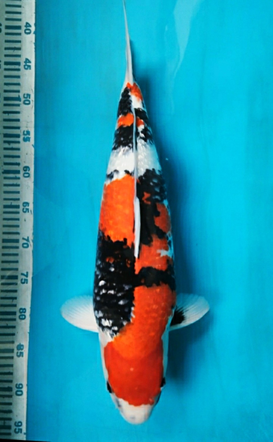 Juara 1