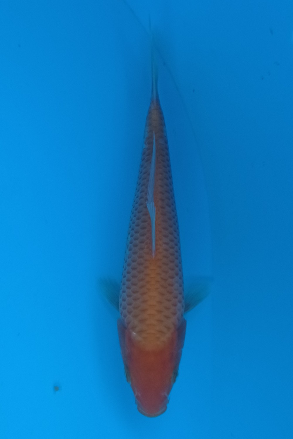 Juara 4