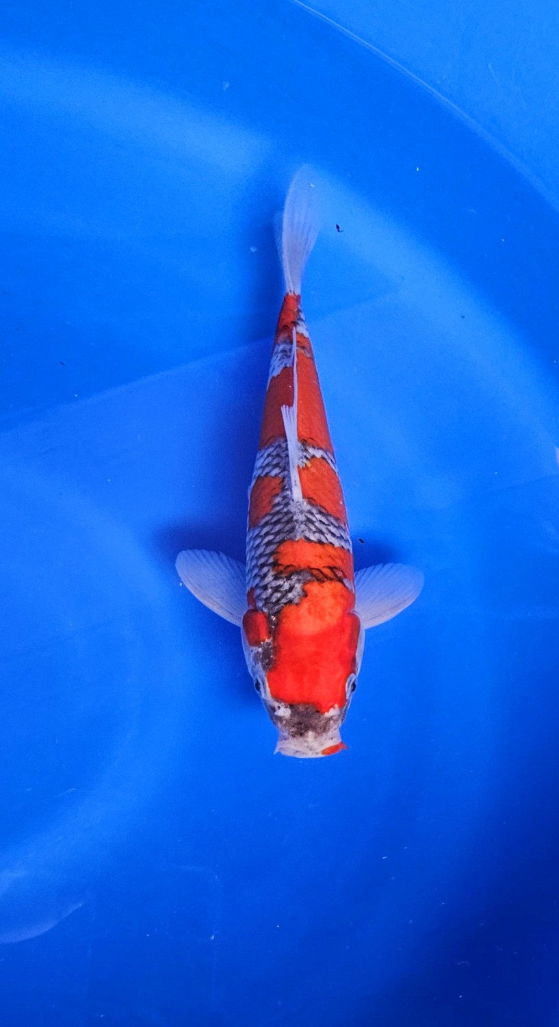 Juara 1