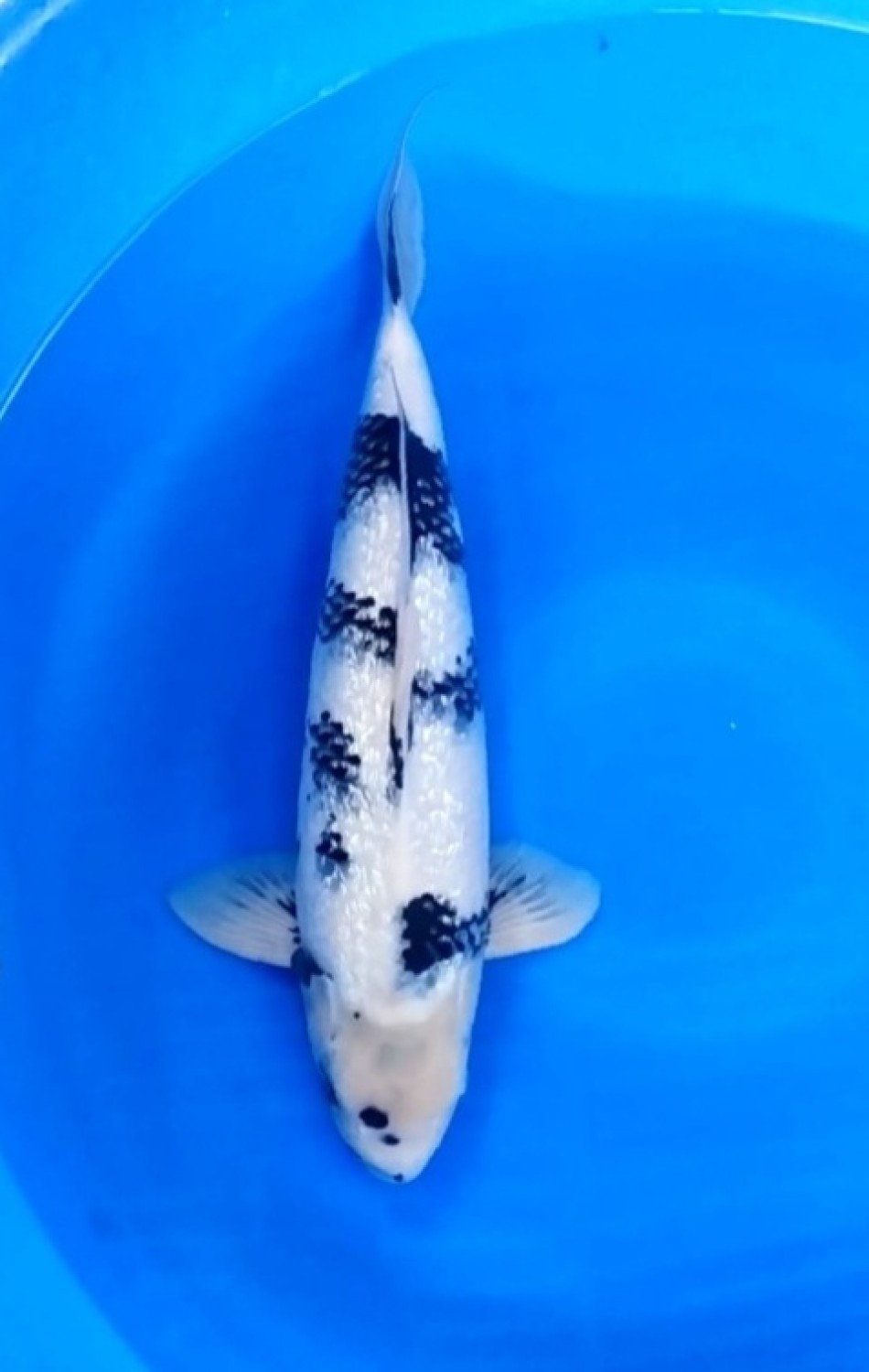 Juara 1