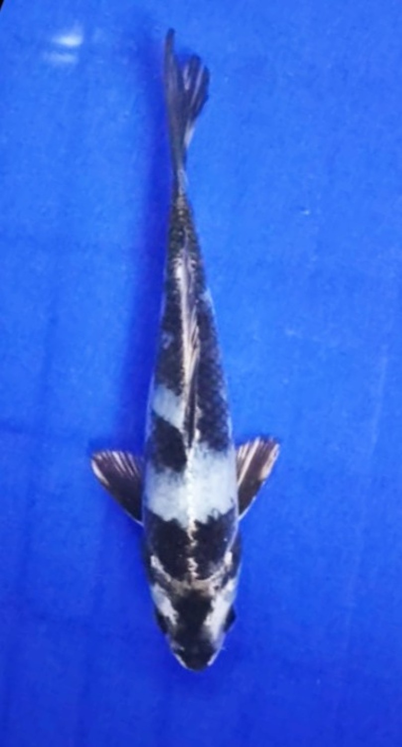 Juara 2