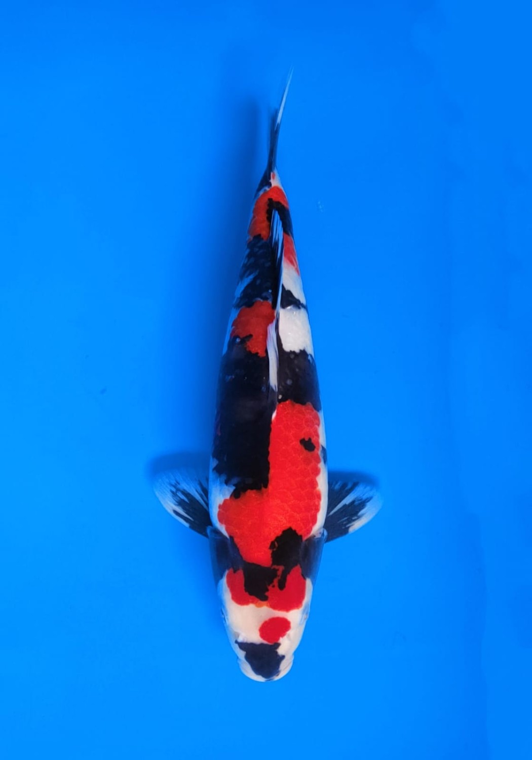 Best In Size A, 36 - 40 cm
