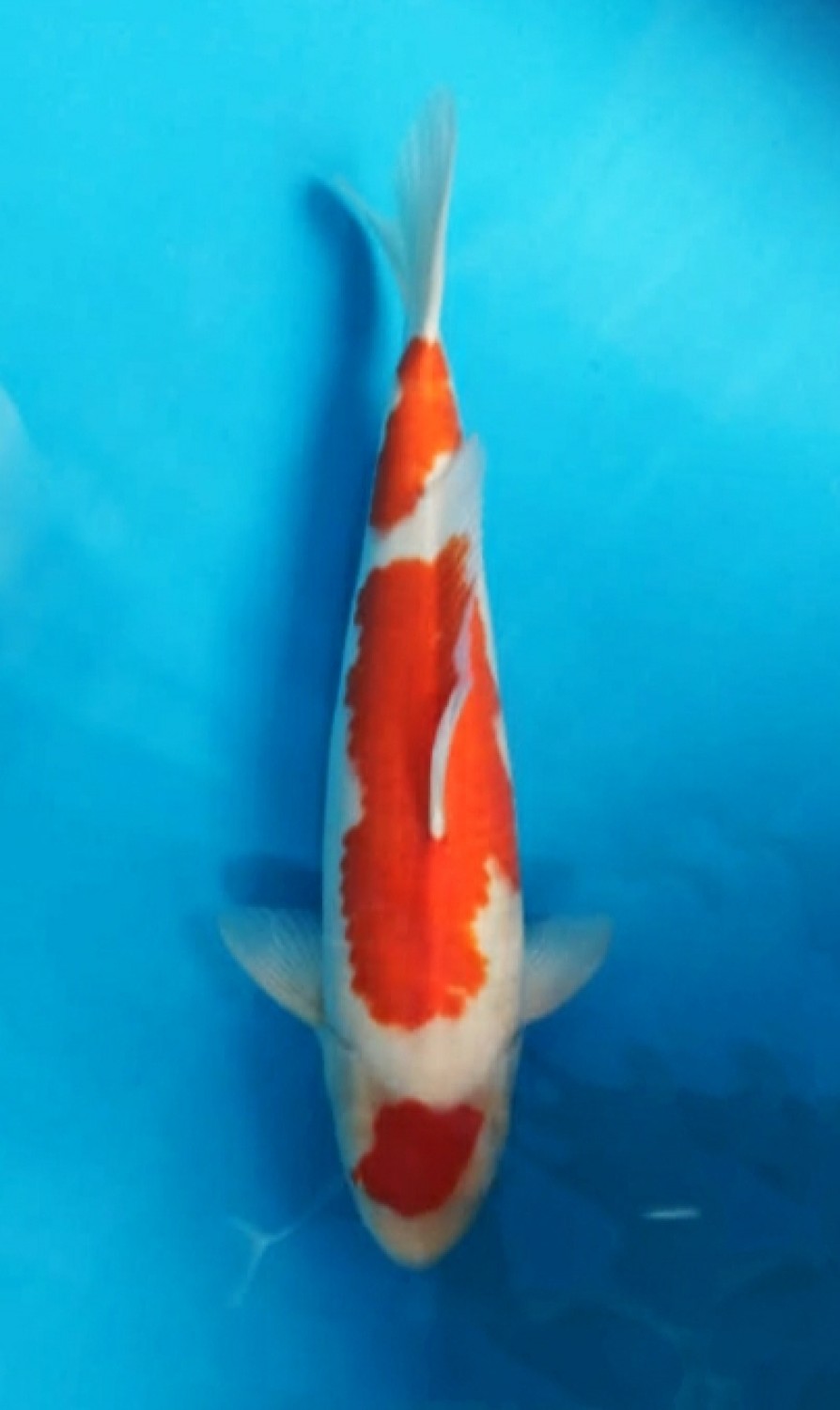 Juara 4