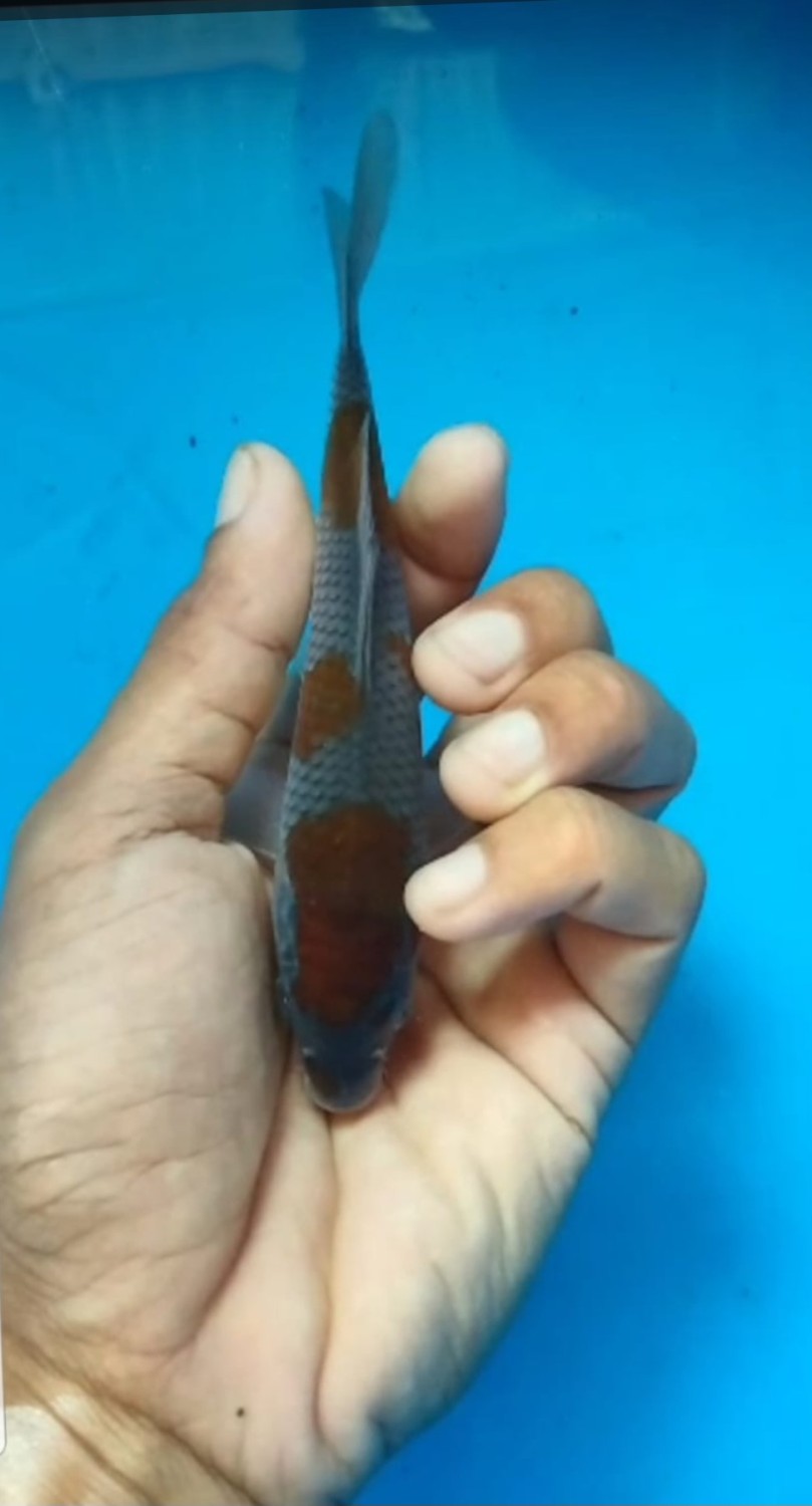 Juara 3