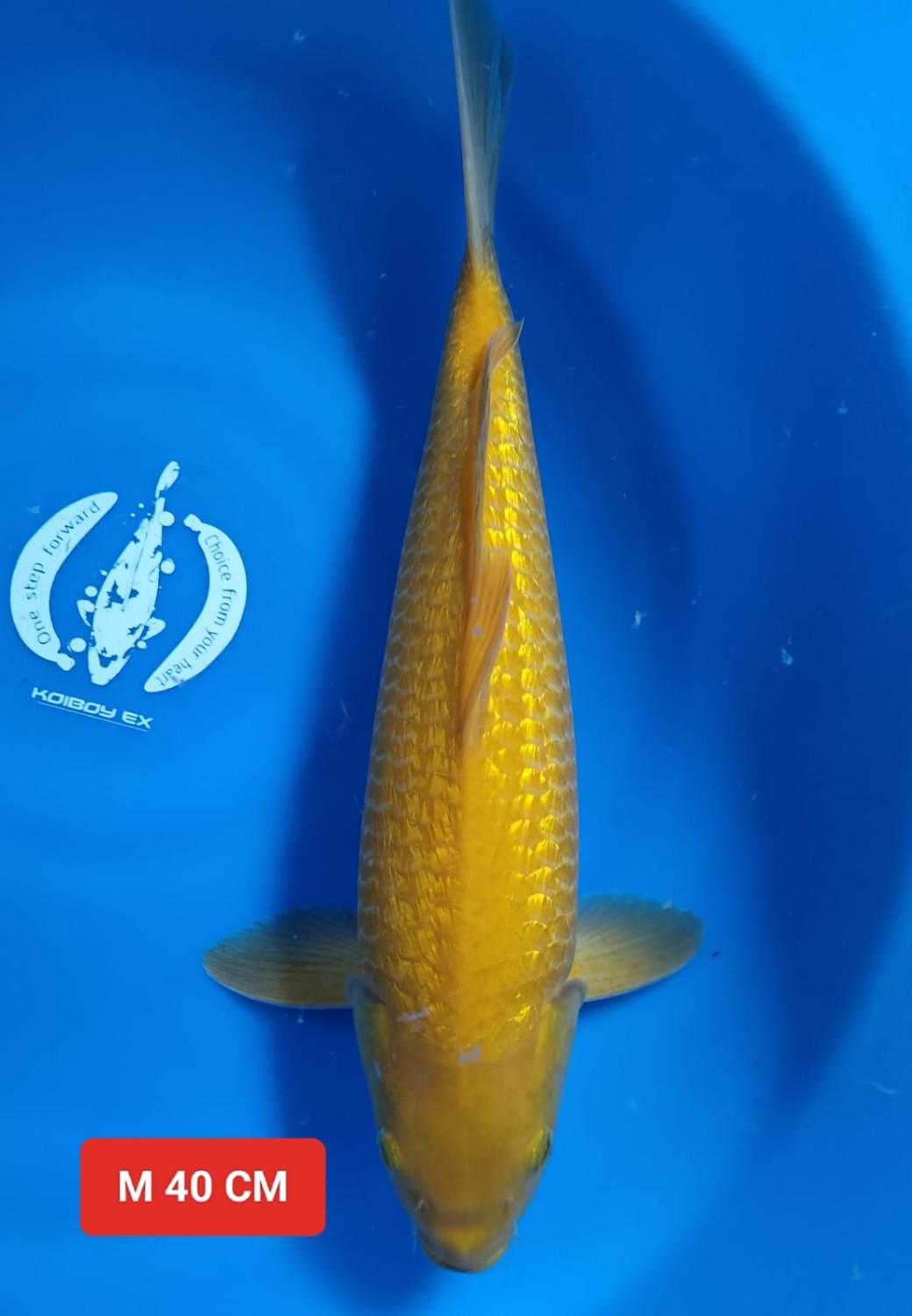 Juara 4