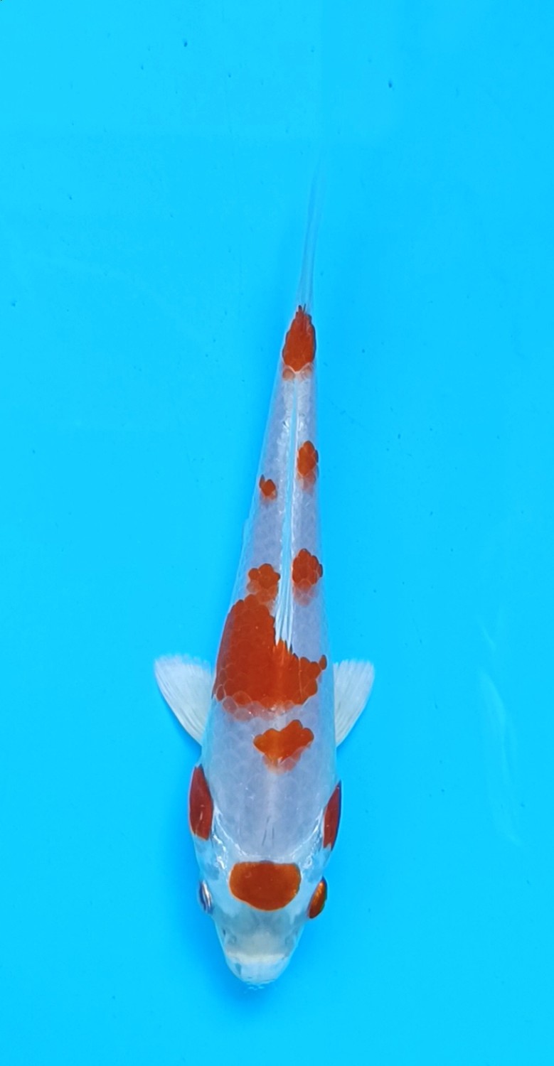 Juara 1