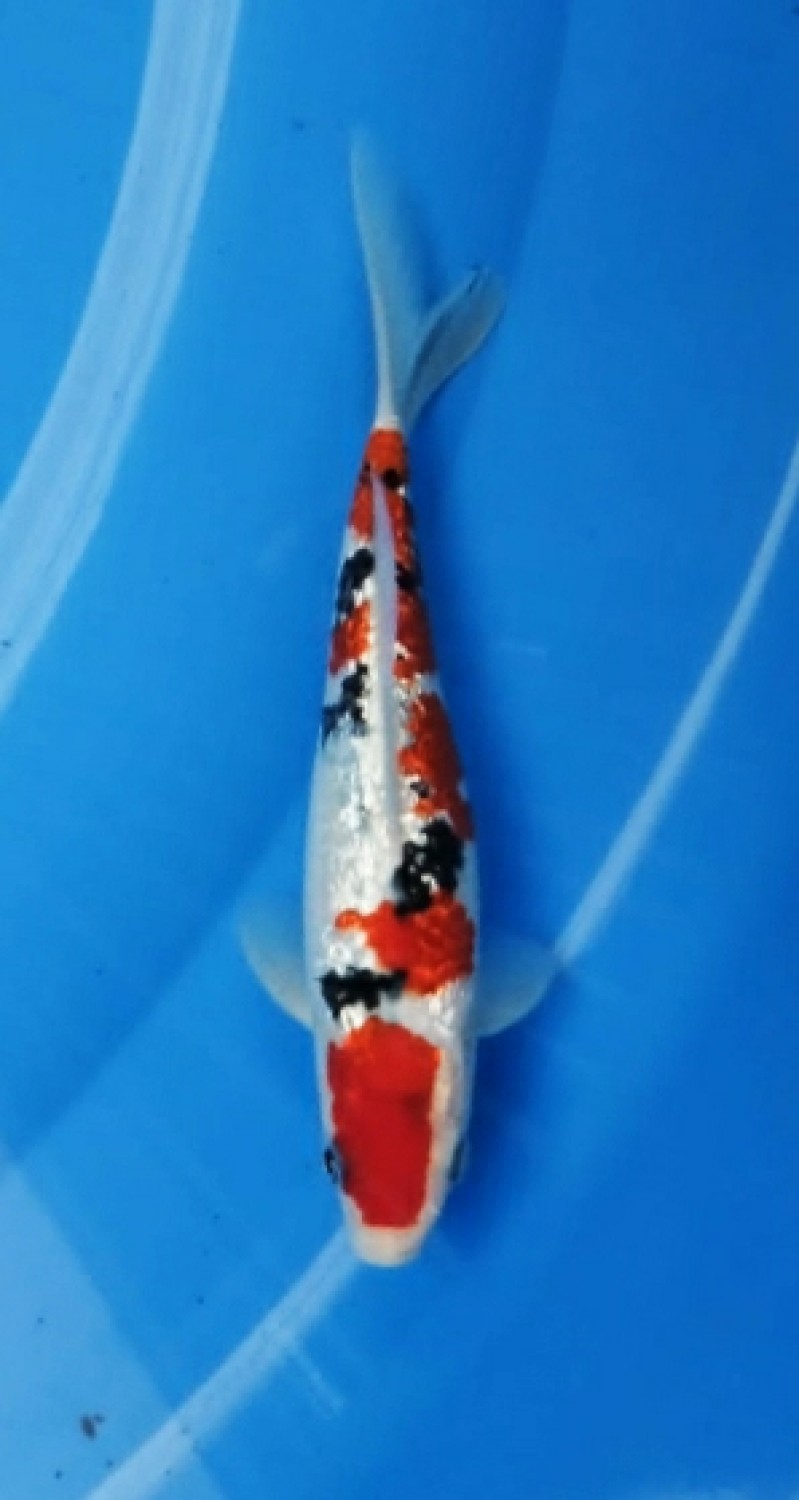 Juara 2