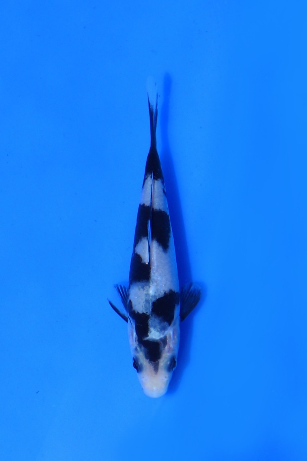 Juara 2