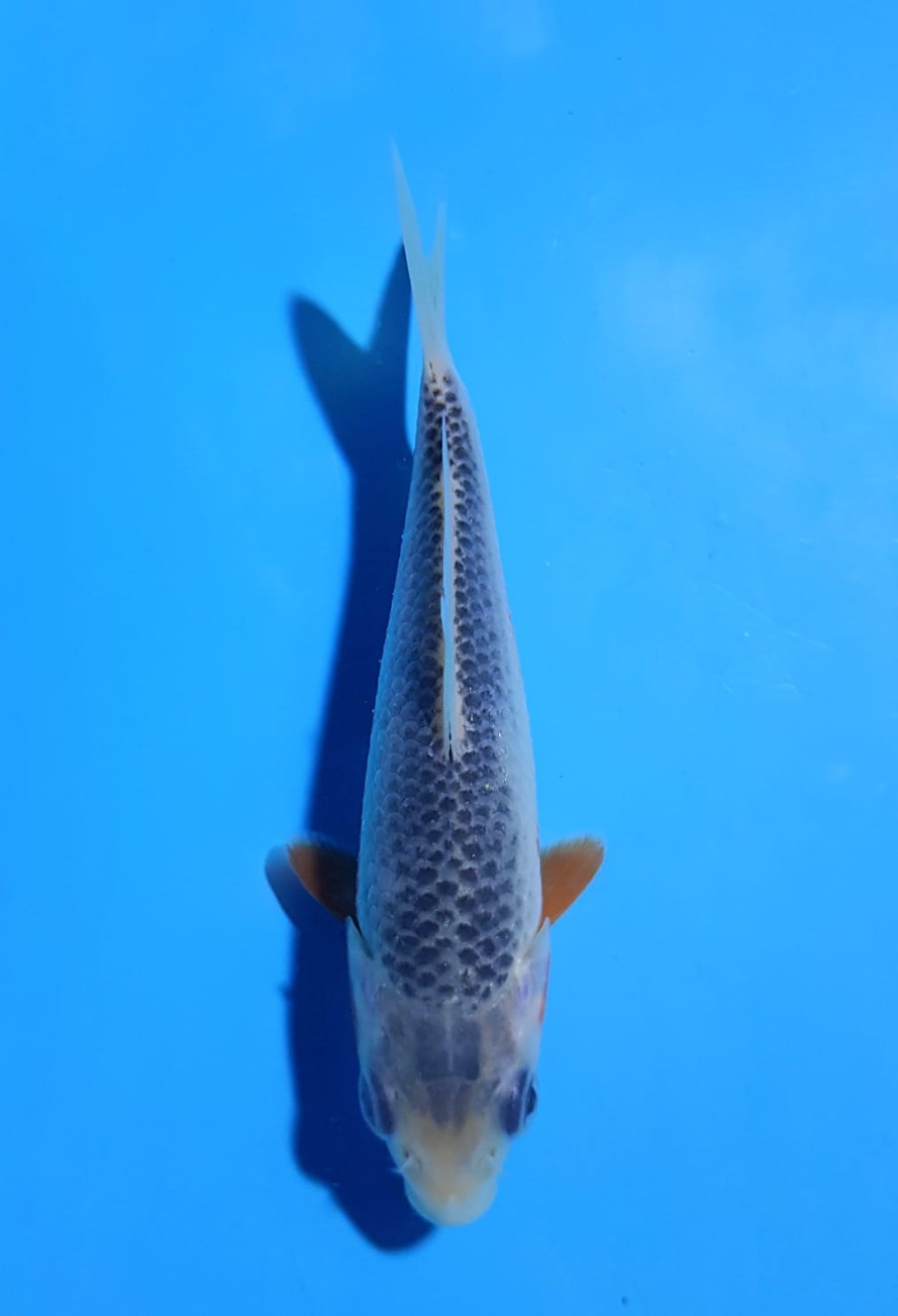 Juara 4