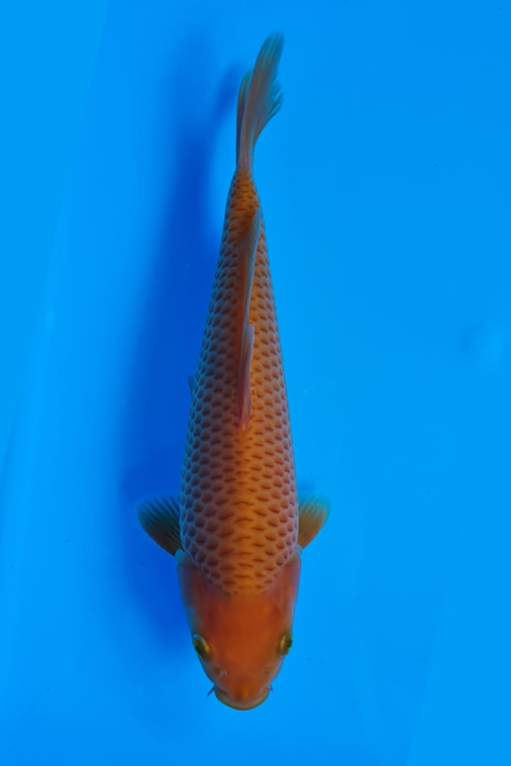 Juara 1