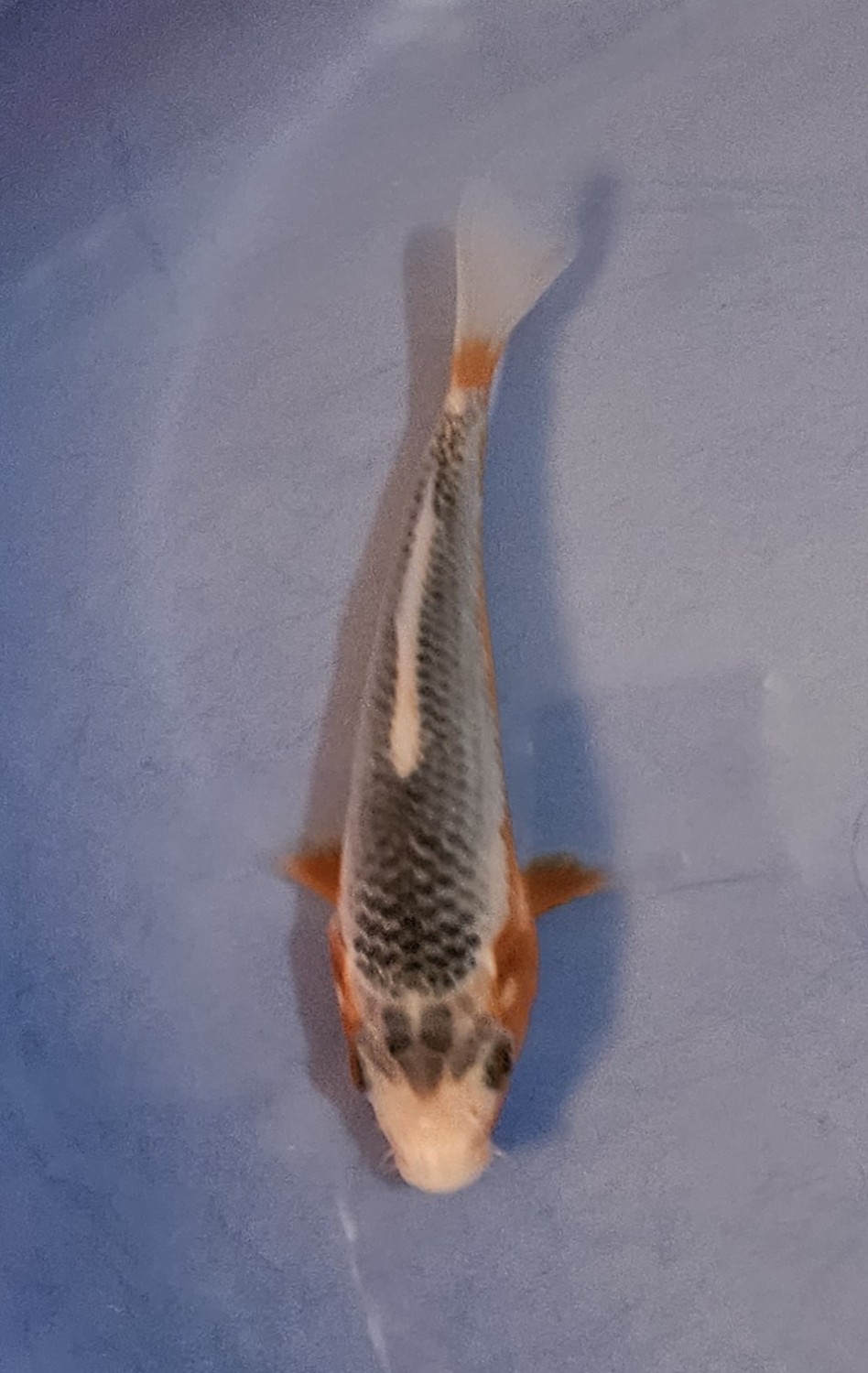 Juara 1